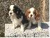 PoulaTo: Αρσενικά και θηλυκά κουτάβια Cavalier King Charles
